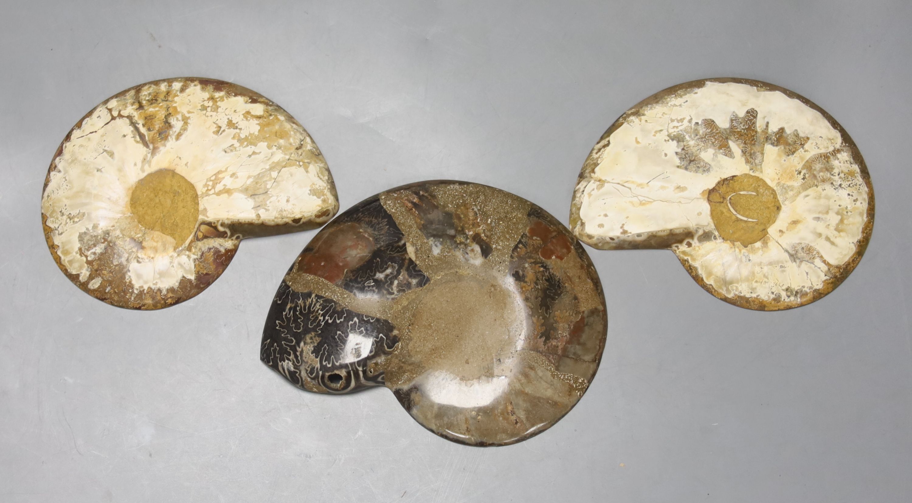 Five fossilised sectional ammonites